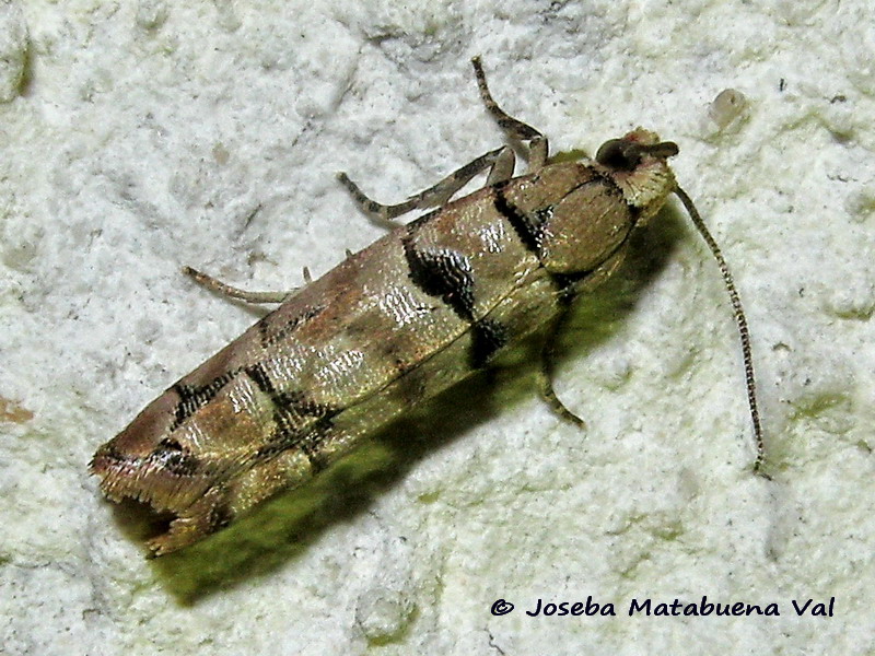 Micro da id - Pseudococcyx tessulatana, Tortricidae